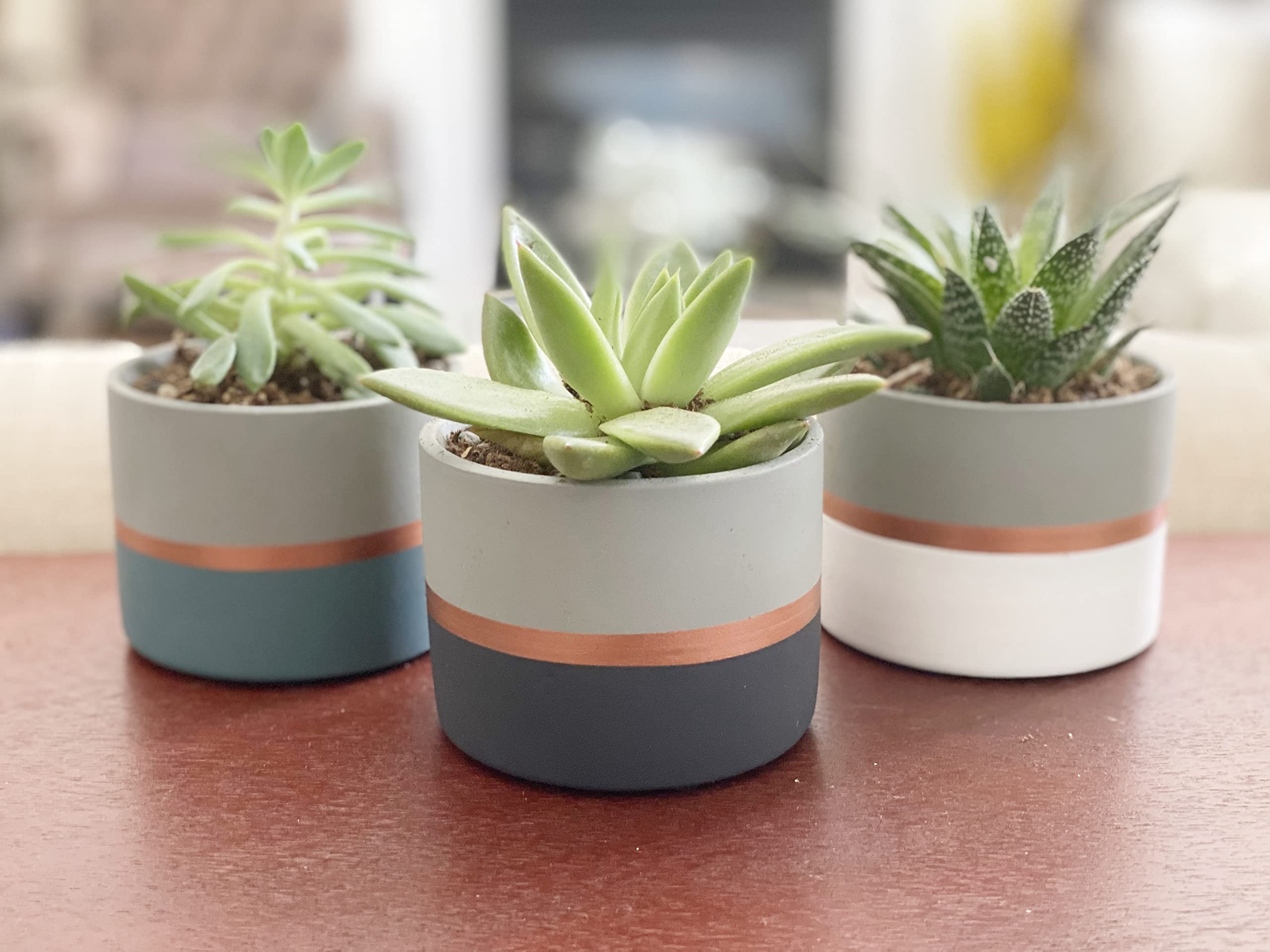 Amazon.com: Chez JuJu Assorted Nordic Cement Succulent Pots 3.5